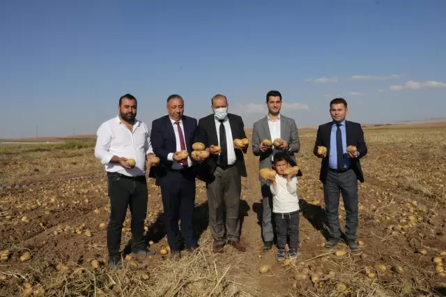 Patates hasat edildi