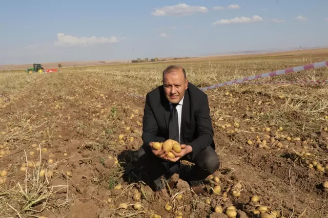 Patates hasat edildi