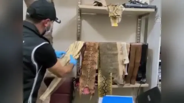 Yurda kaçak yollarla getirilen 31 yılan derisi ele geçirildi