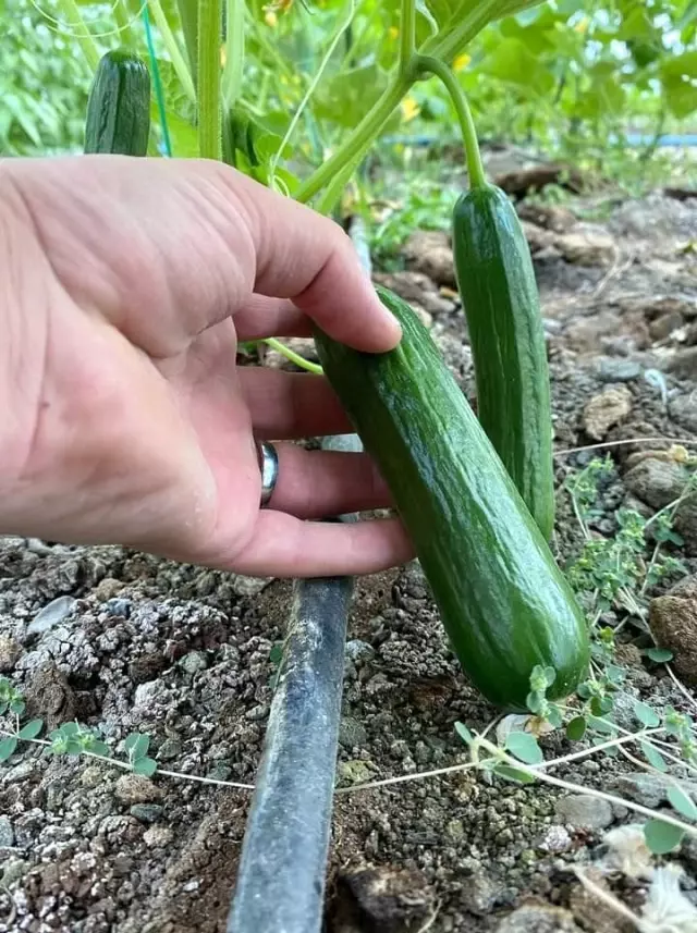 Çukurca Belediyesi seralardan ikinci mahsulleri aldı