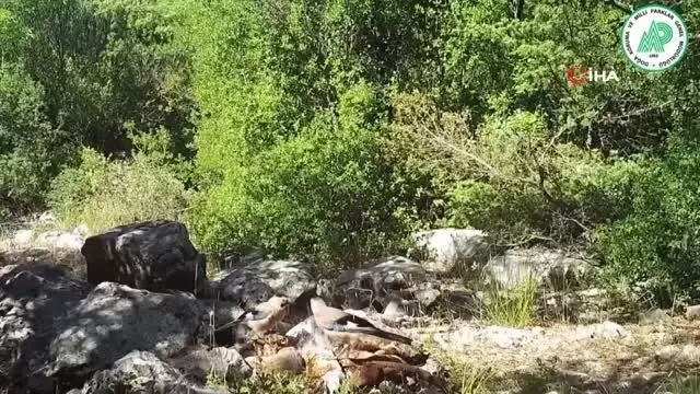 DKMP fotokapana takılan yabani hayvanların görüntüsünü paylaştı