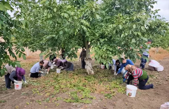 Edirne'de ceviz hasadı başladı