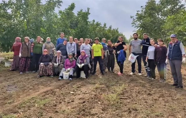Edirne'de ceviz hasadı başladı