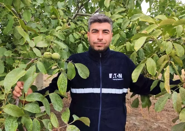 Edirne'de ceviz hasadı başladı