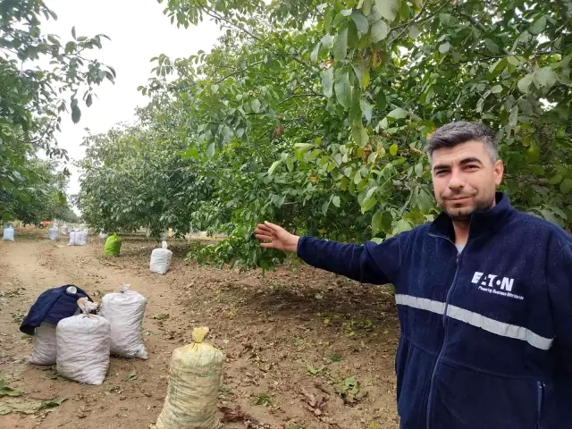 Edirne'de ceviz hasadı başladı