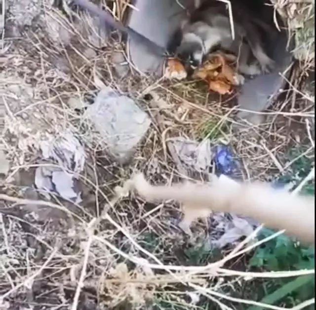 Elazığ'da yaralı halde bulunan köpek itfaiye ekipleri tarafından kurtarıldı