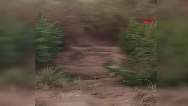 Son Dakika | HİNT KENEVİRİ EKTİKLERİ UNESCO LİSTESİNDEKİ HEVSEL BAHÇELERİ'NDE YAKALANDILAR