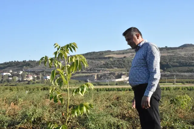 Kavaklığı ceviz bahçesine dönüştüren muhtarlık ihtiyaç sahiplerini sevindirecek