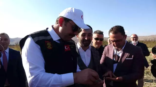 Kenevir umut oldu, ilk hasat gerçekleştirildi