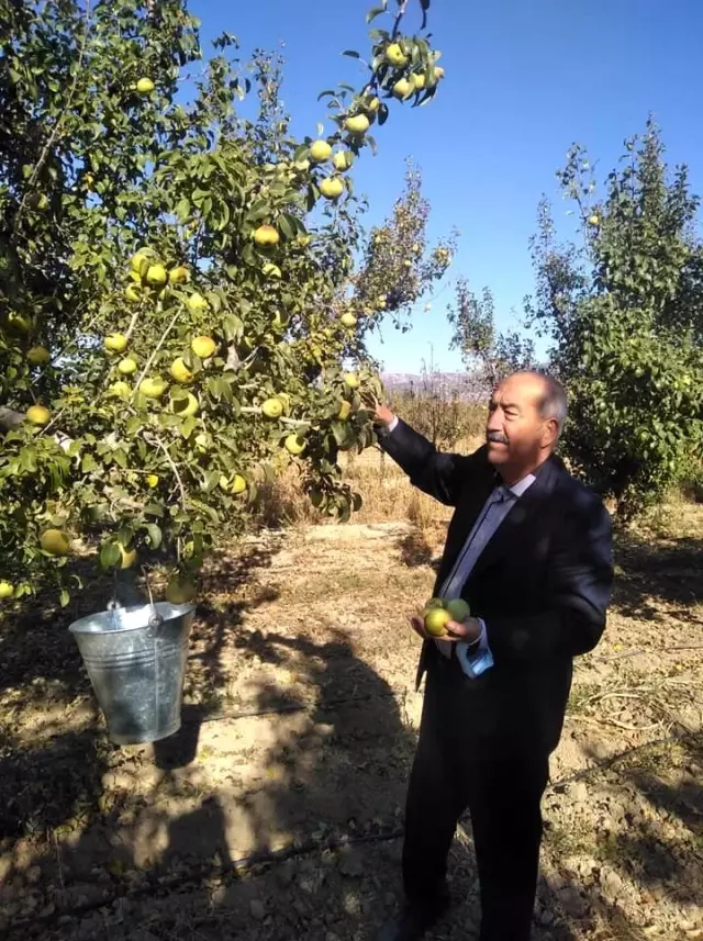 -Korkuteli protokolü elma hasatında