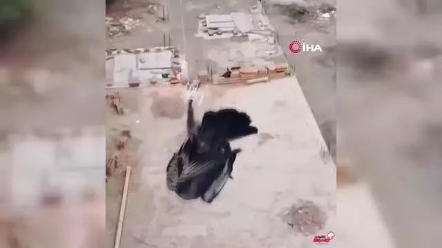 Peru'da bıçak bağlanan drone ile güvercin kurtarma operasyonu