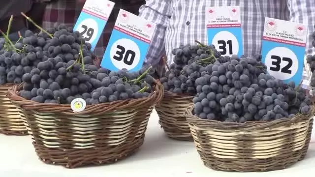 15. Geleneksel Orcik ve Bağ Bozumu Festivali yapıldı