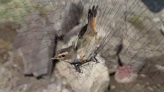 Aras Kuş Cenneti yabancı araştırmacıların da ilgisini çekiyor