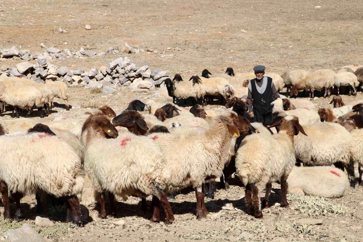 Çoban bile çobana kız vermeyince, kırsaldaki gençler başka işlere yöneliyor