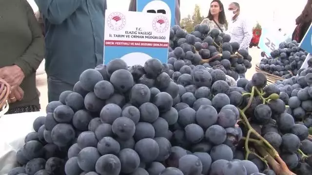 Elazığ'da 15. Bağ Bozumu ve Orcik Şenliği başladı