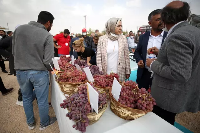 15. Geleneksel Orcik ve Bağ Bozumu Festivali yapıldı