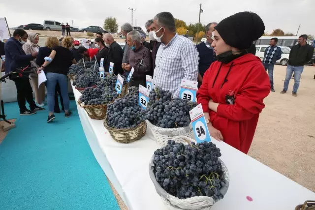15. Geleneksel Orcik ve Bağ Bozumu Festivali yapıldı