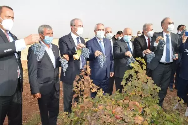 ELAZIĞ'DA 15'İNCİ 'ORCİK FESTİVALİ VE BAĞBOZUMU ŞENLİKLERİ'