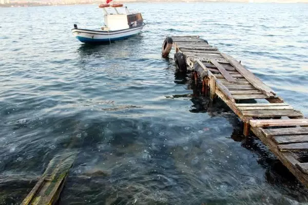 GÖLCÜK'TE SAHİL DENİZANASIYLA KAPLANDI