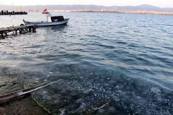 GÖLCÜK'TE SAHİL DENİZANASIYLA KAPLANDI