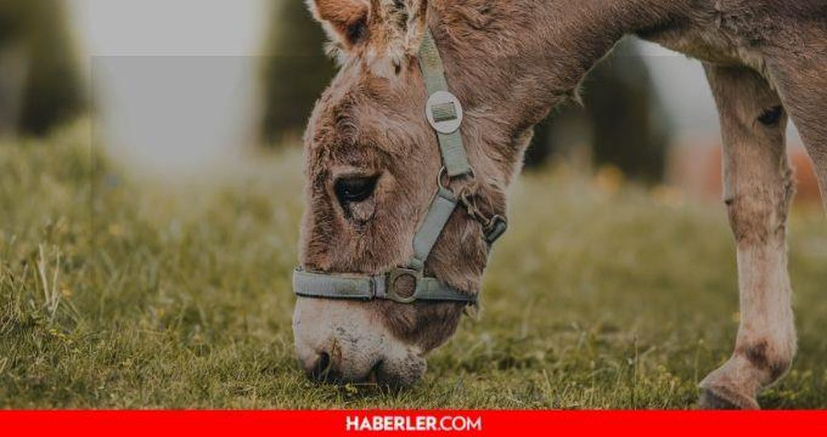 Eşek sütü haram mı? Diyanet açıkladı! Eşek sütü içmek caiz mi, haram mı?