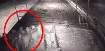 Gece baskını saniye saniye kameralarda! Ağıla dalan kurt, koyun sürüsünü paramparça etti