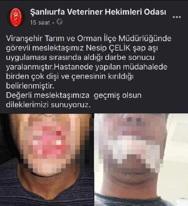 Şap aşı yapılmasına kızan inek, şiddetli tekmesiyle veterinerin çenesini kırdı