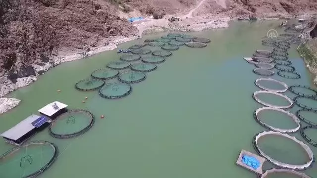 Her yıl binlerce kişi alabalık yemek için Keban'ı tercih ediyor