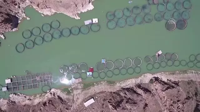 Her yıl binlerce kişi alabalık yemek için Keban'ı tercih ediyor