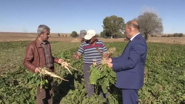 Kuraklık şeker pancarı verimini olumsuz etkiledi
