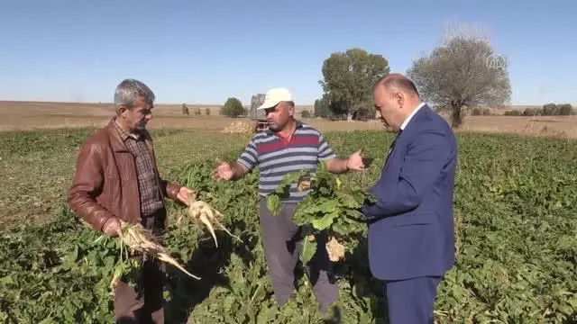 Kuraklık şeker pancarı verimini olumsuz etkiledi