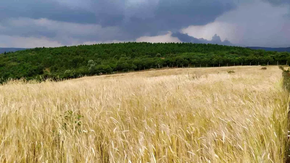 Siyez buğdayında hasat bereketi
