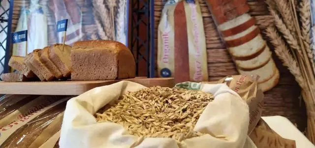 Siyez buğdayında hasat bereketi