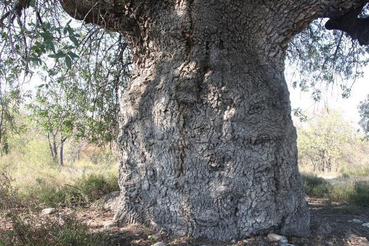 TOKAT'TA ASIRLIK 3 AĞAÇ KORUMA ALTINA ALINDI