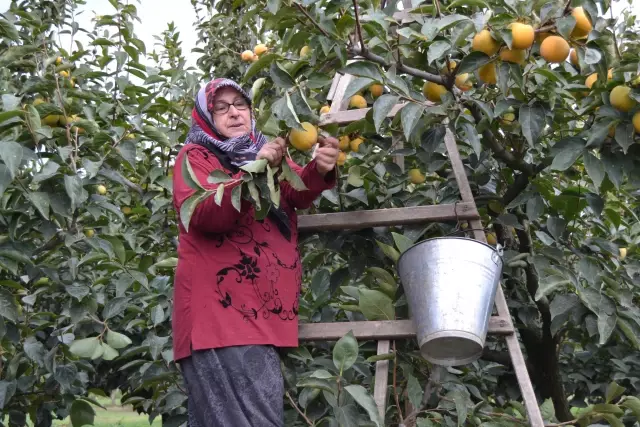 Yalova'da cennet hurması bahçelerinde hasat başladı