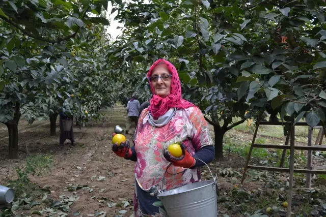 Yalova'da cennet hurması bahçelerinde hasat başladı
