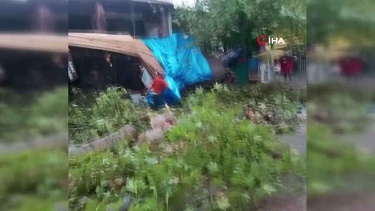 2 bin yıllık anıt çınar ağacı şiddetli rüzgara dayanamadı