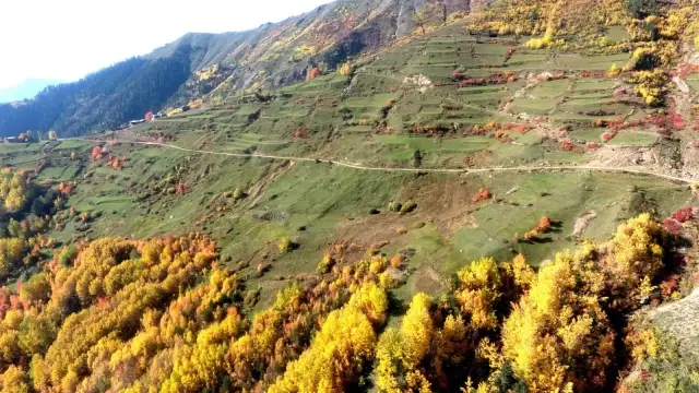 Artvin'de sonbaharın gelişiyle renk cümbüşü yaşanıyor