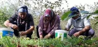 Çanakkale: Günlük 250 lira kazanan var! Kazdağları kestanesi köylülerin gelir kapısı oldu Çanakkale: Günlük 250 lira kazanan var! Kazdağları kestanesi köylülerin gelir kapısı oldu