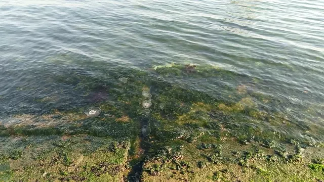 Gölcük sahilinde görülen deniz anası yoğunluğu azaldı
