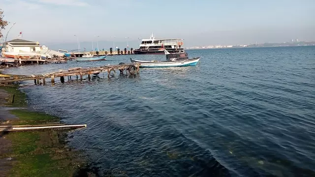 Gölcük sahilinde görülen deniz anası yoğunluğu azaldı