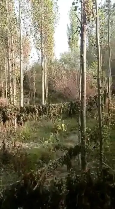 Son dakika haberi... Hevsel bahçelerinde 30 kilo esrar ele geçirildi, 3 gözaltı