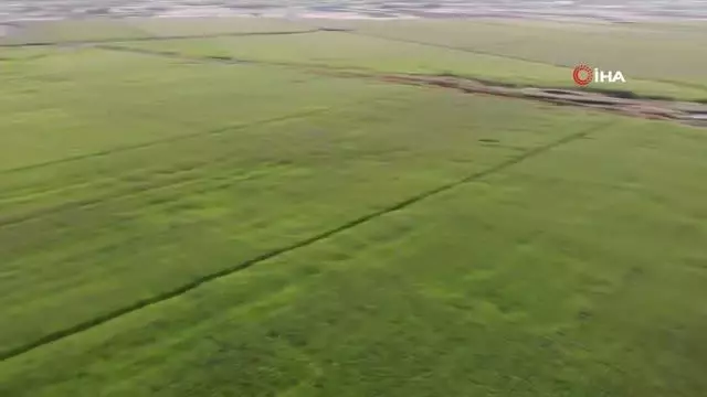 Son dakika... Jandarma suların çekildiği arazide yasa dışı kenevir ekimine karşı uygulama başlattı