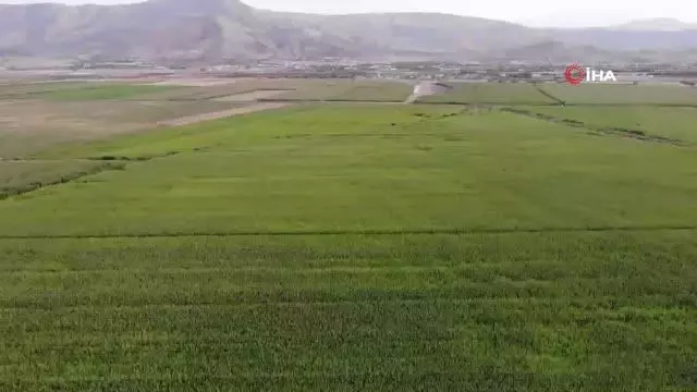 Son dakika... Jandarma suların çekildiği arazide yasa dışı kenevir ekimine karşı uygulama başlattı