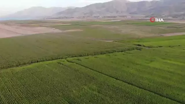 Son dakika... Jandarma suların çekildiği arazide yasa dışı kenevir ekimine karşı uygulama başlattı
