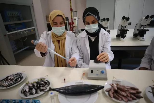 Karadeniz'de biyoaktif özelliği en yüksek balık hamsi çıktı