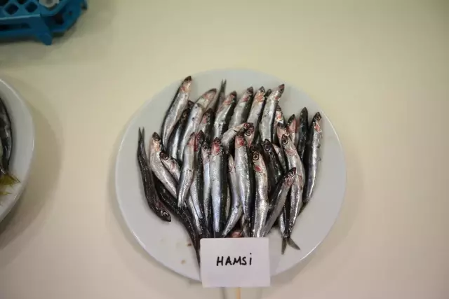 Karadeniz'de biyoaktif özelliği en yüksek balık hamsi çıktı