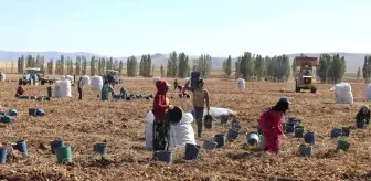 Sivas'ta patates üretiminde rekor! Fiyatlar üreticinin yüzünü güldürüyor