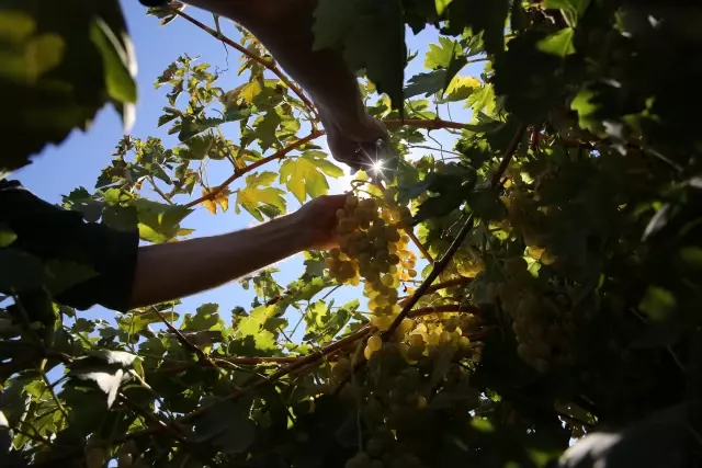 Tescilli Karfoki üzümü kalitesiyle üreticinin yüzünü güldürüyor