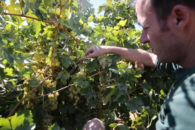 Tescilli Karfoki üzümü kalitesiyle üreticinin yüzünü güldürüyor